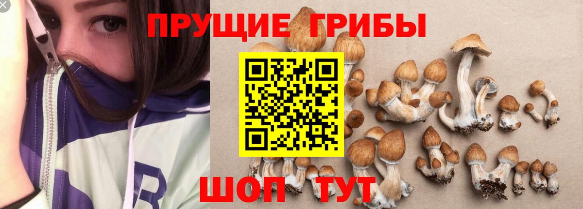 Галлюциногенные грибы Cubensis  Вход с VPN  Кушва 